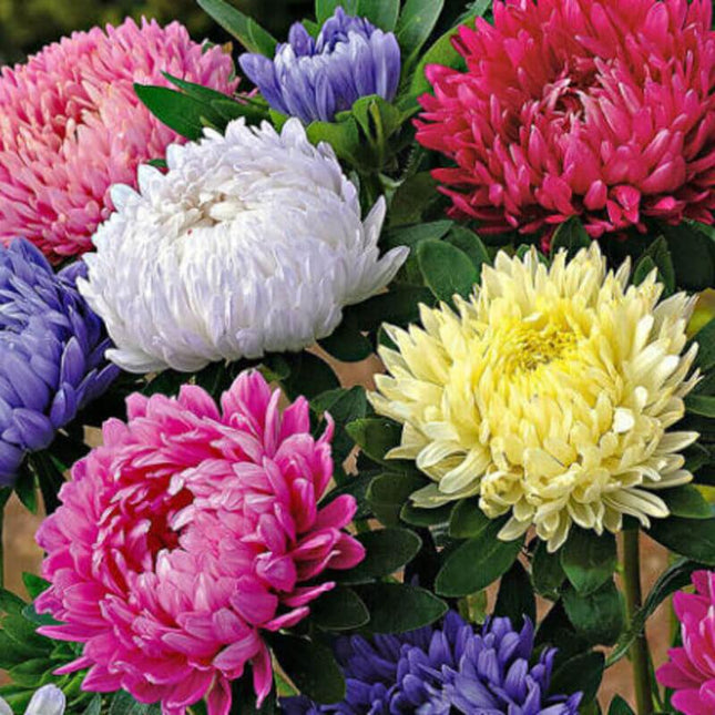 Aster - Callistephus Tall Paeony Duchess Seeds - Seed World