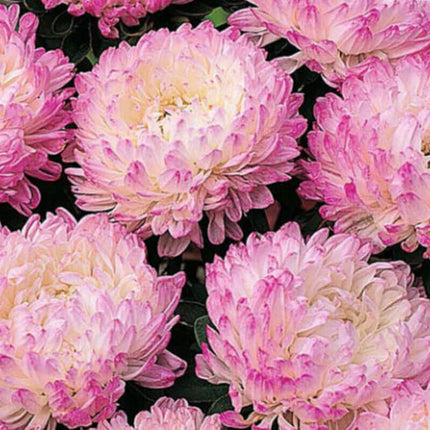 Aster - Callistephus Tall Paeony Duchess Seeds - Seed World