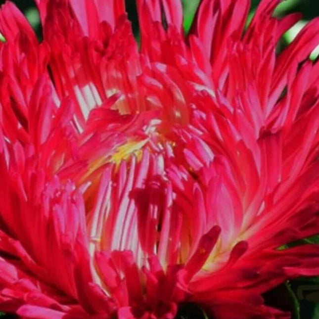 Aster - Callistephus Tall Paeony Duchess Seeds - Seed World