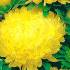 Yellow (50 Seeds)
