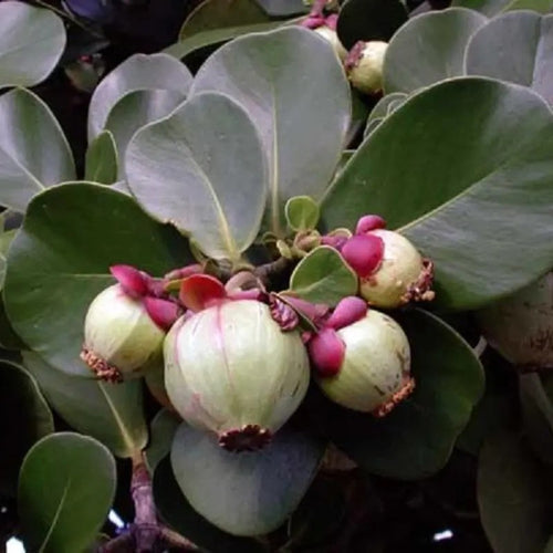 Close-up of green Autograph Tree fruits with red accents growing among thick, round leaves.
