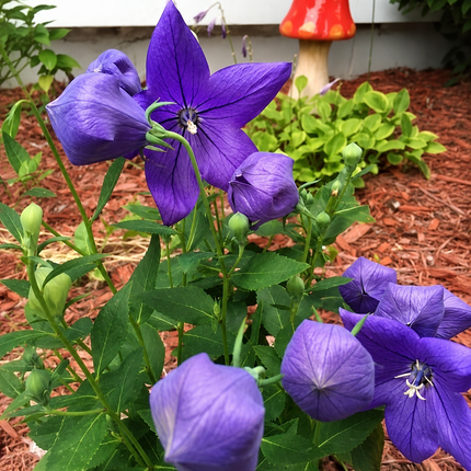 Balloon Flower Seeds – Color & Count Selection – product image 7