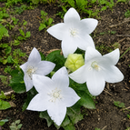 500 White Balloon Flower Seeds