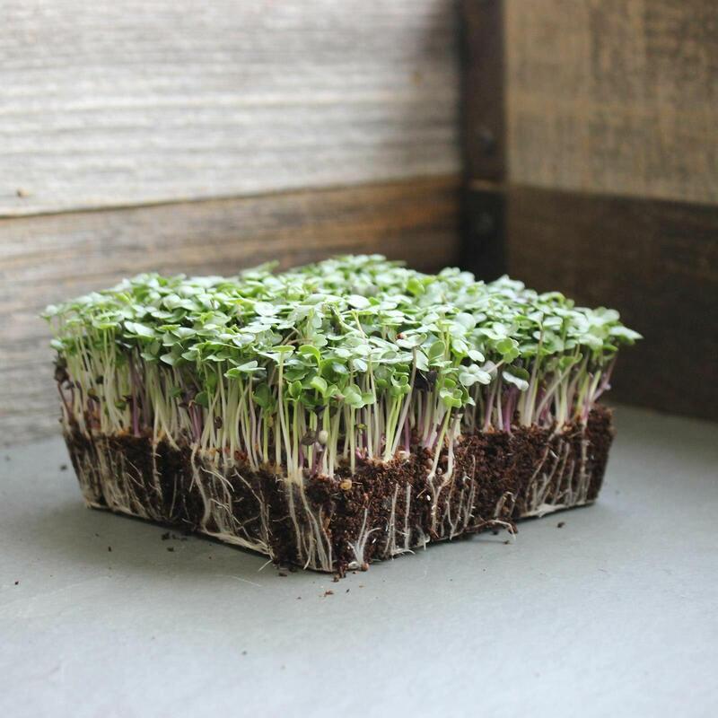 Healthy Basic Salad Mix microgreens growing in soil block