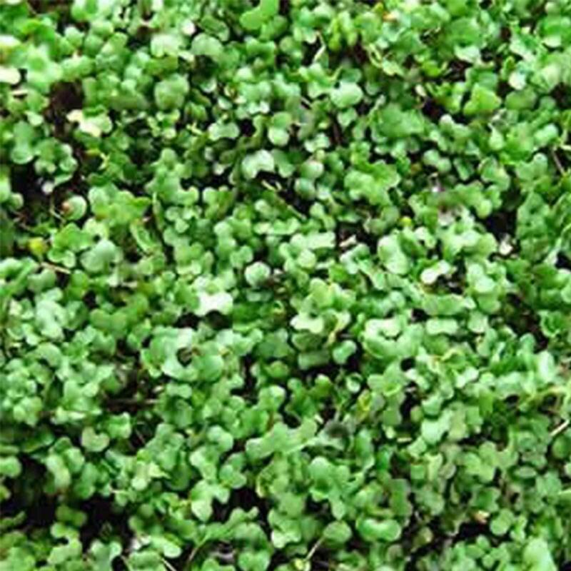 Fresh green Basic Salad Mix microgreens ready for harvest