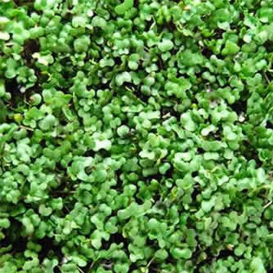 Fresh green Basic Salad Mix microgreens ready for harvest