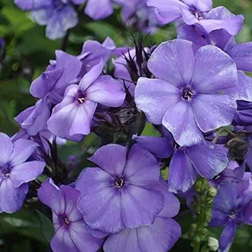 Beauty Blue Phlox violet-blue flowers in full bloom