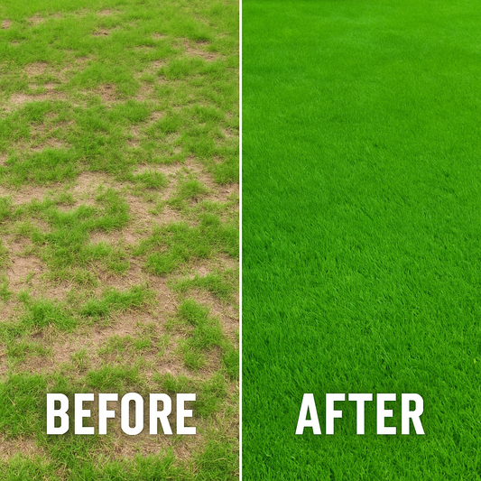Before and after comparison of lawn transformation using Empire Zoysia grass seed
