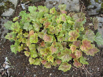 50 Coral Bells - Heuchera - Americana Seeds