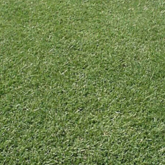 Bermuda Triangle Grass Seeds - 2 Lbs. - Seed World