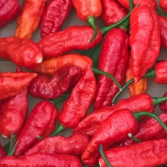 Close-up of red chili peppers with green stems on a gray background