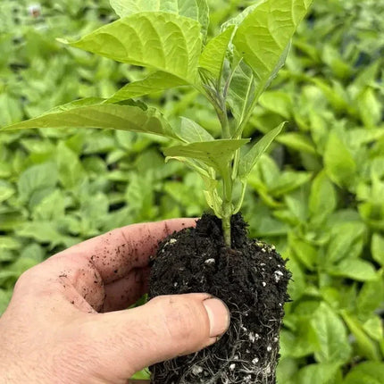 Hand holding a small plant with soil, surrounded by green foliage