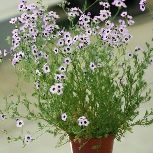Bird’s Eyes (Gilia tricolor) – 100 Seeds - Seed World