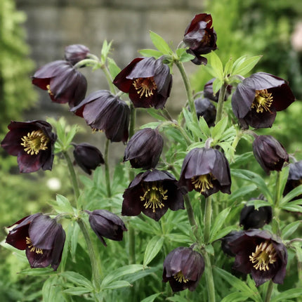 Black False Hellebore flowers