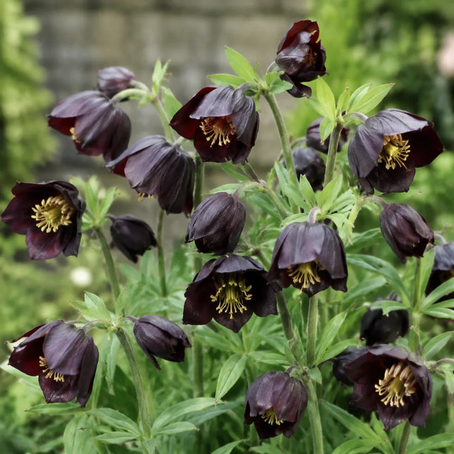 Black False Hellebore flowers