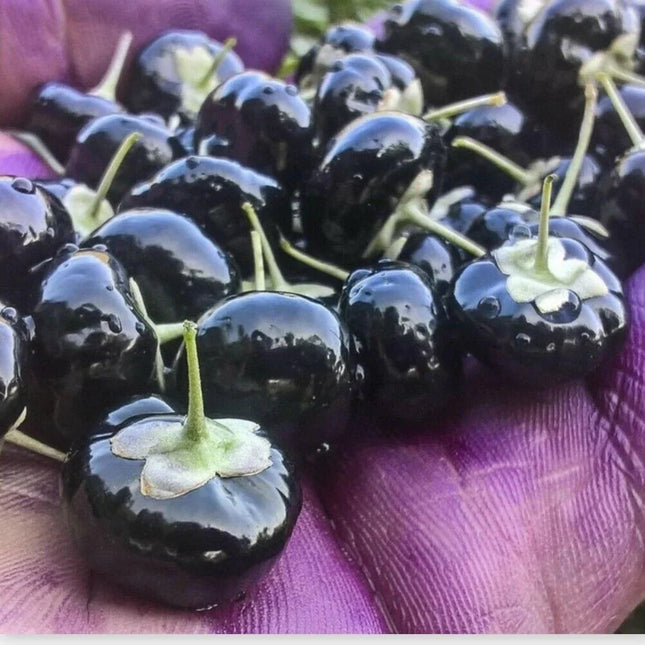 Black Goji Berry Seeds (Lycium ruthenicum) – Himalayan Black Wolfberry - Seed World
