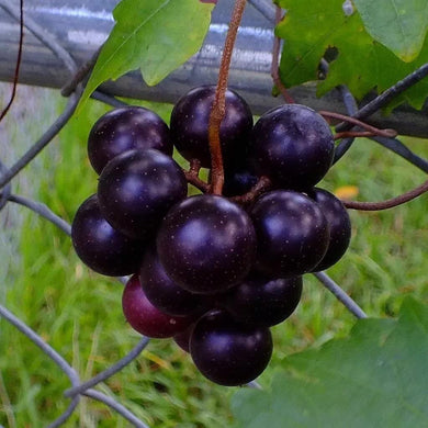 6 Black Muscadine Seeds