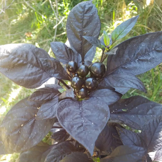 Black Pearl Ornamental Pepper Seeds – Compact, Dark Foliage - Seed World