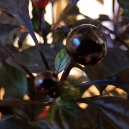 Black Pearl Ornamental Pepper Seeds – Compact, Dark Foliage - Seed World