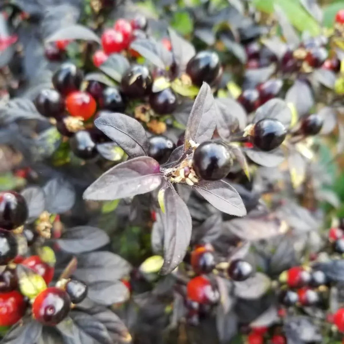 Black Pearl Ornamental Pepper Seeds – Compact, Dark Foliage - Seed World