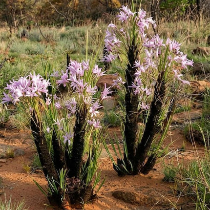 Xerophyta Retinervis Seeds – Black Stick Lily | 10 Seeds