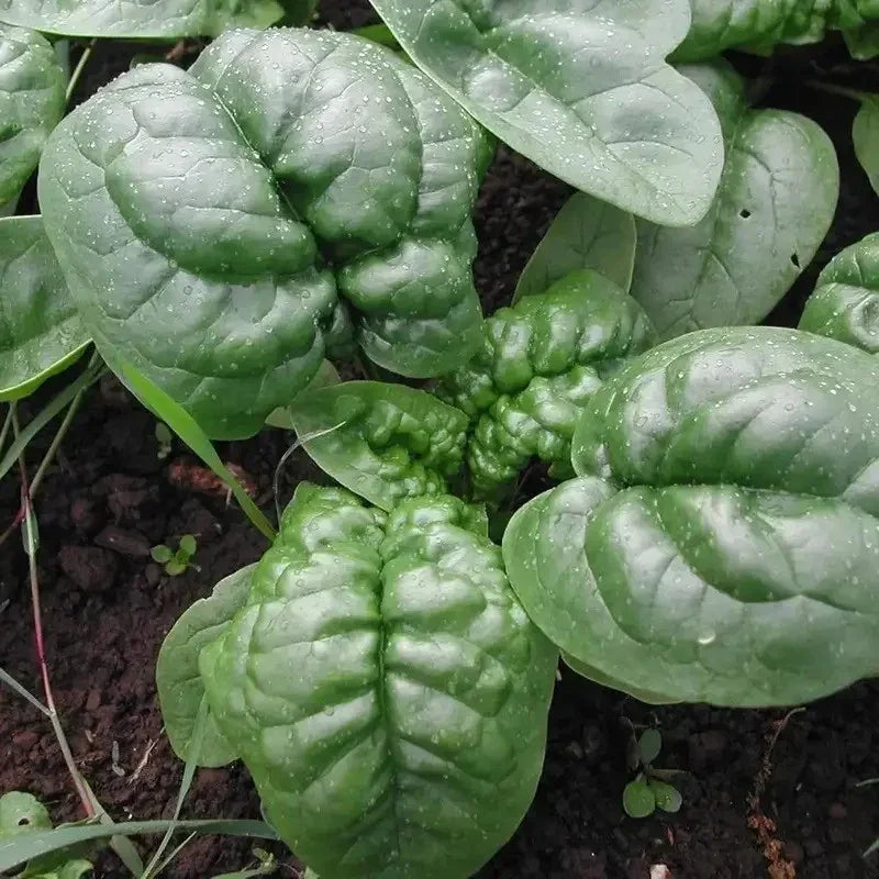 Bloomsdale Long Standing Spinach Seeds - Seed World
