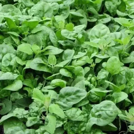 Bloomsdale Long Standing Spinach Seeds - Seed World