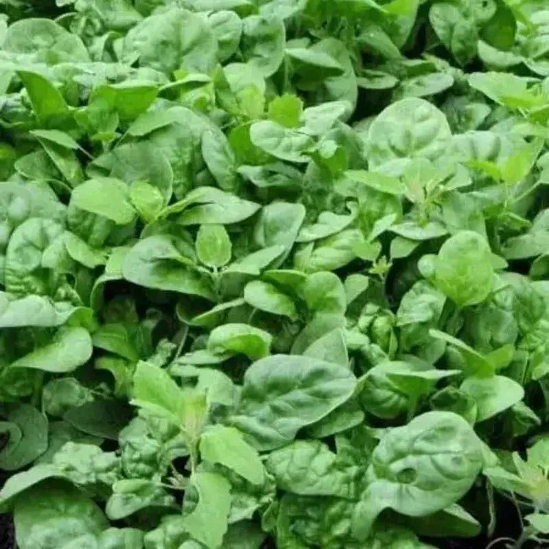 Bloomsdale Long Standing Spinach Seeds - Seed World