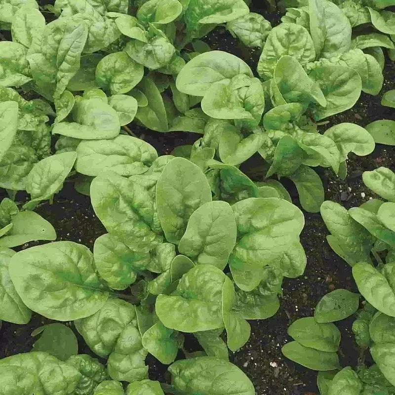 Bloomsdale Long Standing Spinach Seeds - Seed World