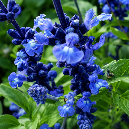 Blue Bedder Blue Sage Seeds
