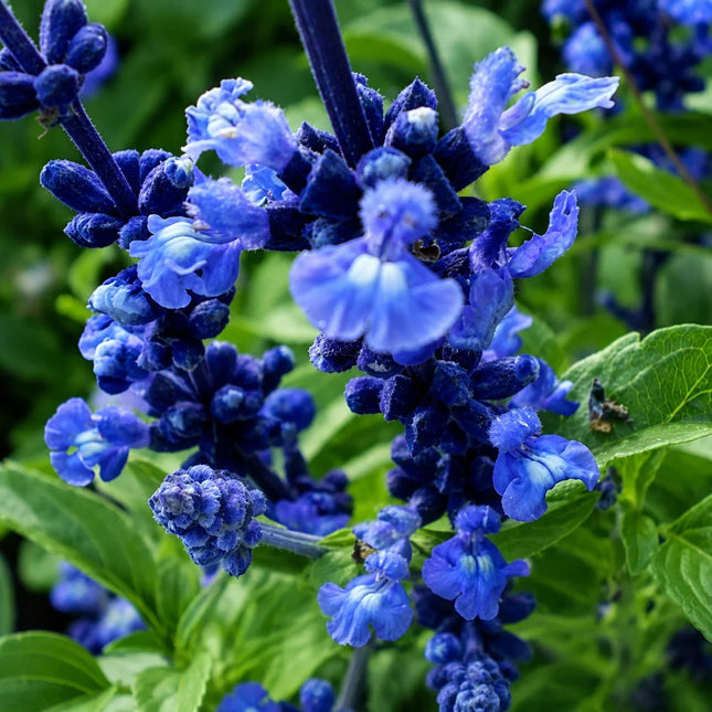 Blue Bedder Blue Sage Seeds