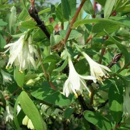 Blue Honeysuckle Seeds (Honeyberry) – Lonicera caerulea - Seed World