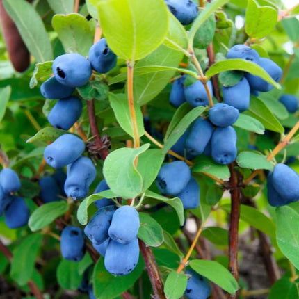 Blue Honeysuckle Seeds (Honeyberry) – Lonicera caerulea - Seed World