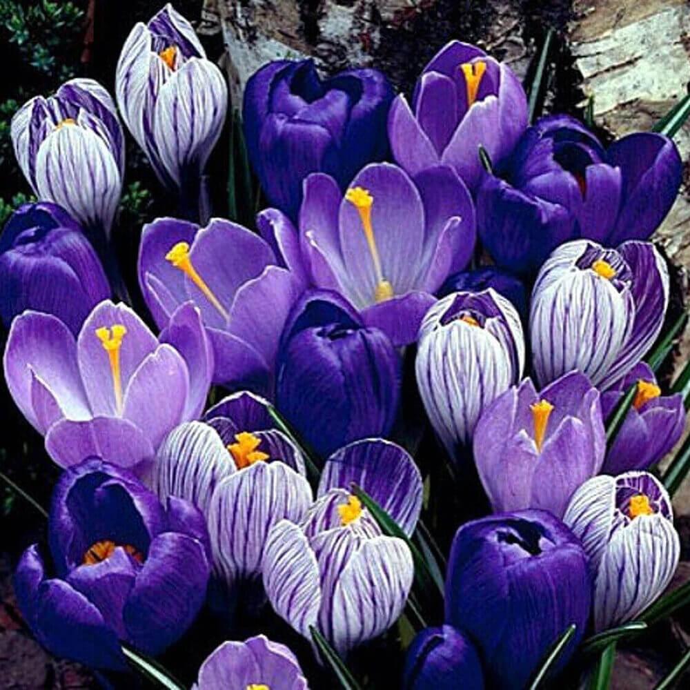 Blue Moon Mix Crocus Bulbs - Seed World