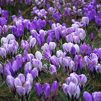 Blue Moon Mix Crocus Bulbs - Seed World