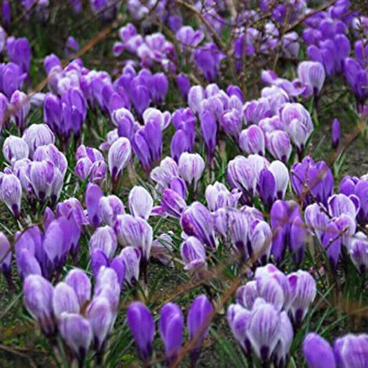 Blue Moon Mix Crocus Bulbs - Seed World