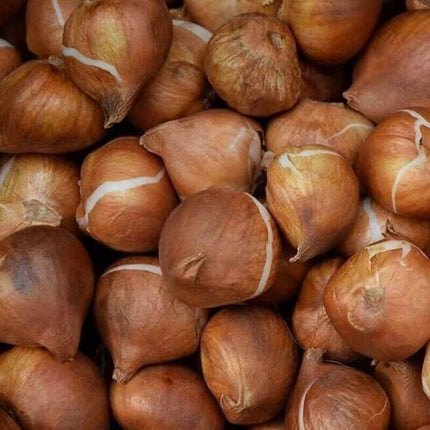 Blue Moon Mix Crocus Bulbs - Seed World