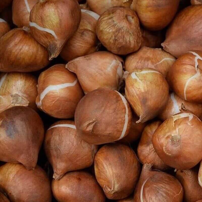 Blue Moon Mix Crocus Bulbs - Seed World