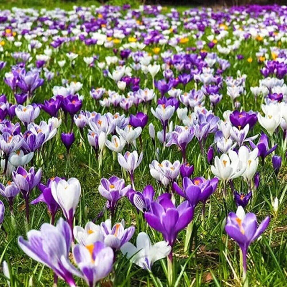 Blue Moon Mix Crocus Bulbs - Seed World