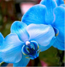 20 Exotic Rare Orchid Seeds