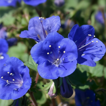 Blue Phacelia Flowers