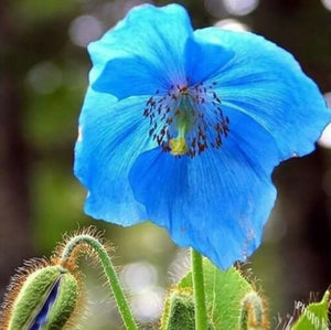 Blue Himalayan Poppy Seeds