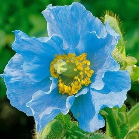 Frilly-petaled Meconopsis betonicifolia blue poppy in garden
