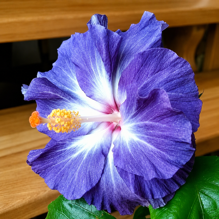20 Blue White Hibiscus Seeds
