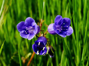 200 Canterbury Bells (Campanula medium) Flower Seeds