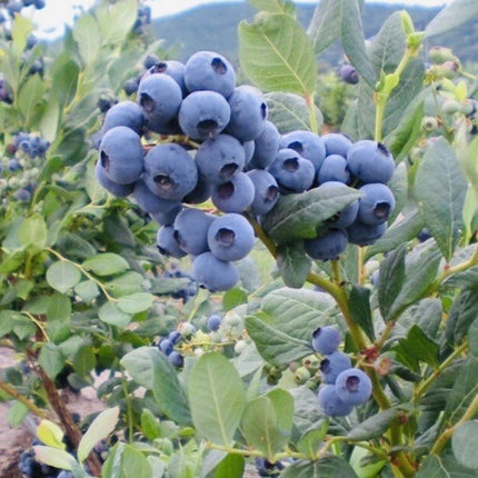blueberry seeds