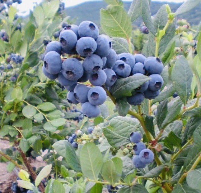blueberry seeds
