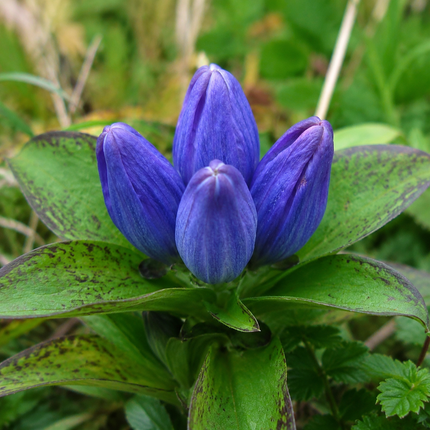 Bottle Gentian flowers