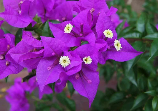 1 Live Bougainvillea - Well Rooted - Starter  Plug