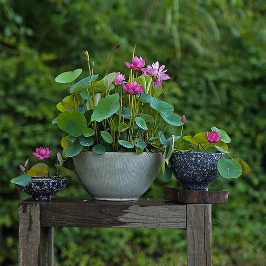 10 Bowl Lotus Seeds - Mix